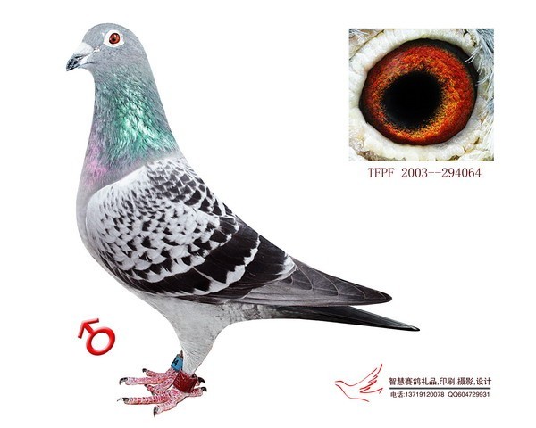 杭州男子偷十几只赛鸽吃剩3只：每只两千元起步已被刑拘(组图)