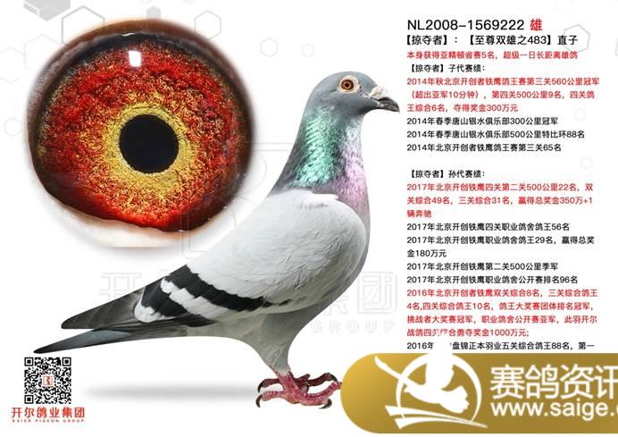 传承王者鸽系优秀基因,成就中国杨欧瓦克行业