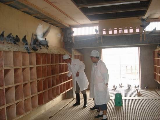 黔源公棚6月3日畜牧专家为爱鸽做健康检查(组