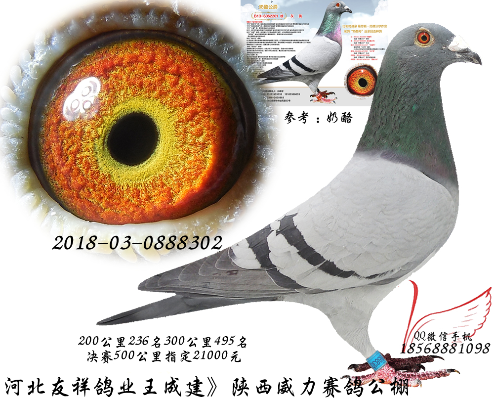 第二届中国信鸽运动博览会周末在宁波举行