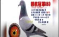 台湾赛鸽，20年夏季领航赛鸽五关入赏鸽欣赏