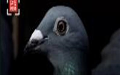 中国神秘买家花1250万拍下比利时赛鸽“新金