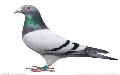 冬季赛鸽保养注意事项  冬季赛鸽保养注意事项 东京奥运木质五