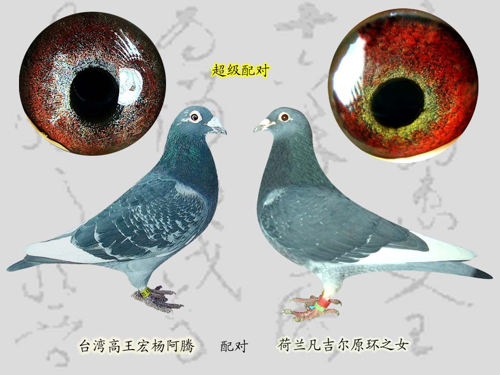 大蛋--中国信鸽信息网相册