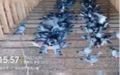 广东永环宇赛鸽春棚12月07日已开家的赛鸽自由家飞状态